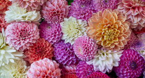 Meet the Dahlia Fragrance Founder